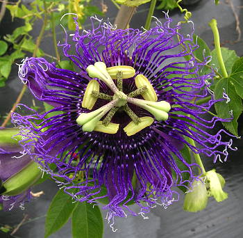 Passiflora Blue Eyed Susan