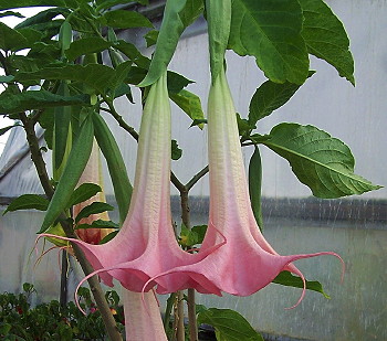 Brugmansia Miss Emily Mackenzie