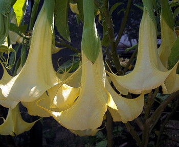 Brugmansia Whiskers