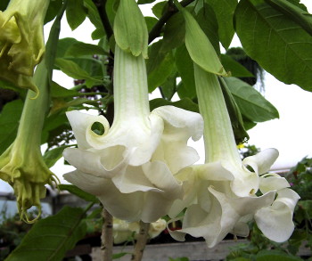 Brugmansia Forestville Double