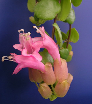 Aeschynanthus Thai Pink