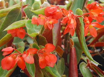 Begonia rubriflora