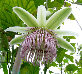 Passiflora nigradenia