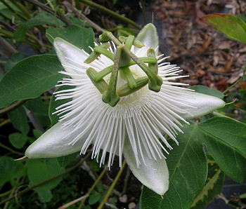 Passiflora White Wedding