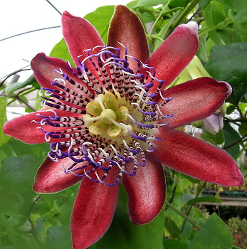 Passiflora alata