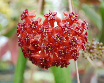 Hoya benguetensis