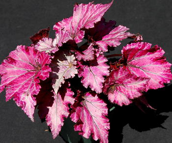 Begonia Satin Jazz