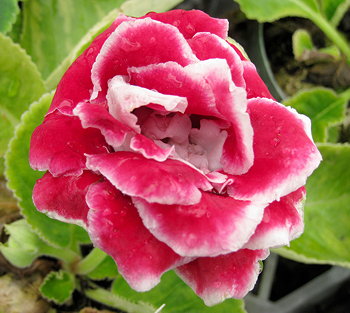 Sinningia speciosa Double Red White Border