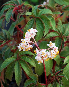 Begonia Vista Quest