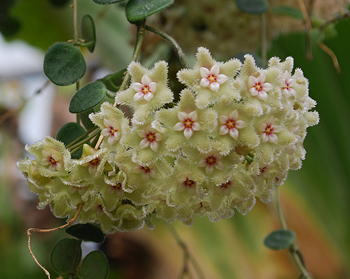 Hoya serpens