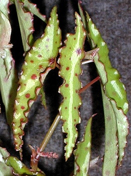 Begonia amphioxus