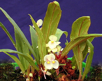 Begonia lanceolata