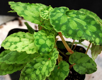 Begonia chlorosticta - Green Leaf Form