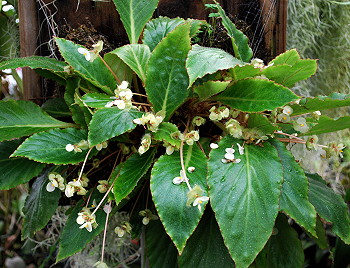 Begonia velloziana