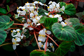 Begonia brooksii hort