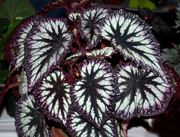 Begonia Fireworks