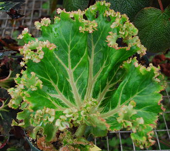 Begonia Palomar Crest
