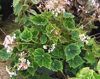 Begonia Carousel