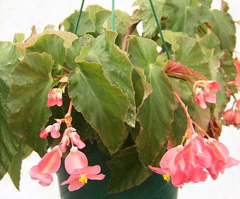 Begonia Lazy Susan