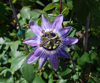 Passiflora Betty Myles Young