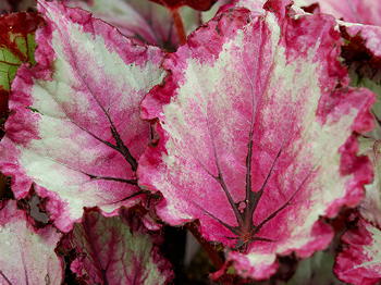 Begonia Mothers Day