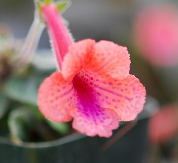 Sinningia Ozark Coral Freckles