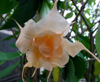 Brugmansia New Orleans Lady