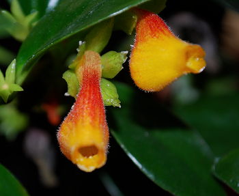 Nematanthus Pele