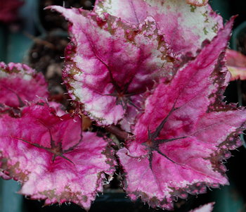 Begonia Dido