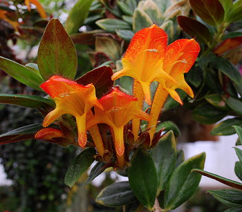 Columnea Candelabra