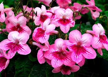 Streptocarpus Merilee Beam