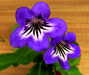 Streptocarpus Tiger Blue