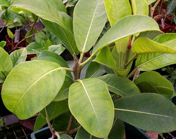 Ficus mysorensis