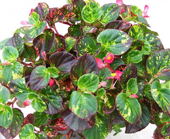 Begonia Red Charm