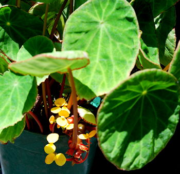 Begonia scapigera