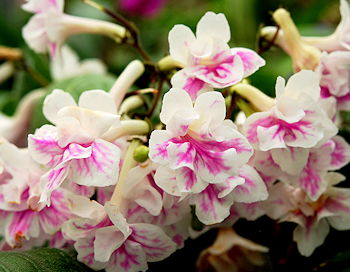 Streptocarpus Double Scoop