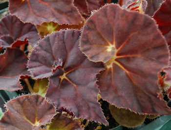 Begonia Peter Sharp