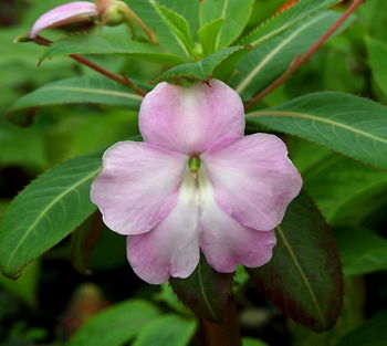 Impatiens sodenii Robert the Red