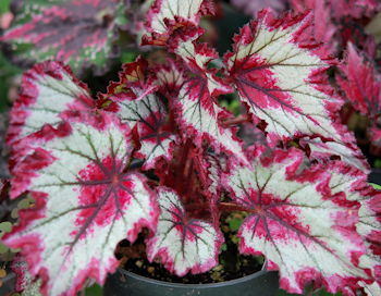 Begonia Ring of Fire