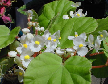 Begonia leprosa