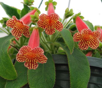 Kohleria Cinnamon Toast