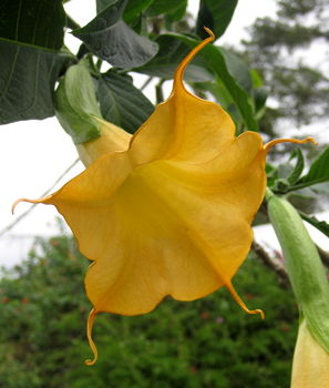 Brugmansia Shooting Star