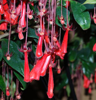 Nematanthus corticola