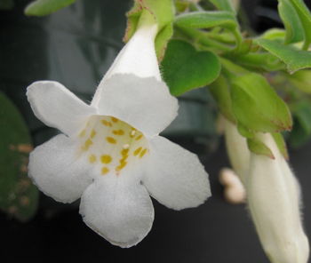 Nematanthus albus Serra Bonita