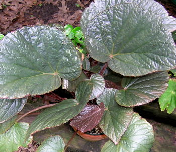 Begonia U508