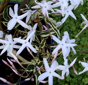 Jasminum polyanthum Variegata