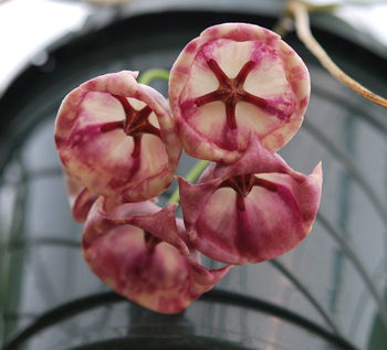 Hoya archboldiana