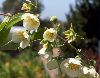 Philadelphus mexicana