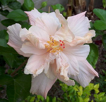 Kartuz Greenhouses: Hibiscus Madame Chiang Kai Shek