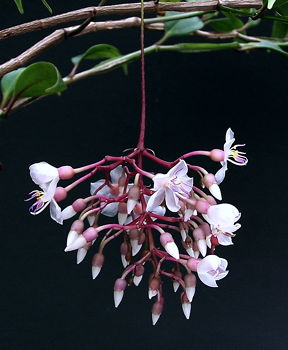 Medinilla alata